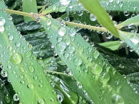 葉と水滴 葉と水滴の写真