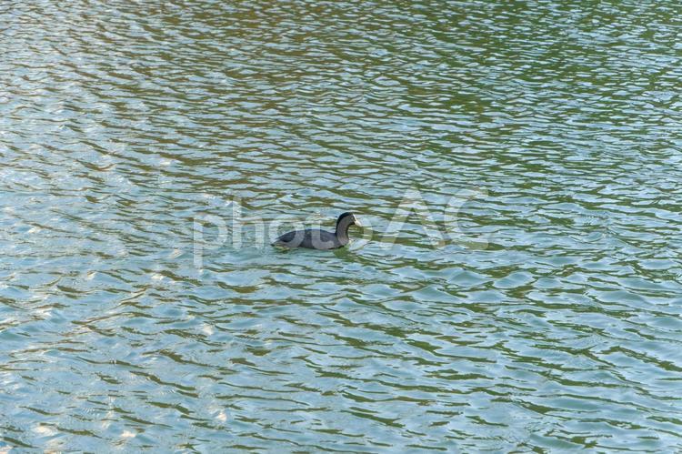 水面を漂うオオバンの穏やかな瞬間 オオバン,水鳥,湖の写真素材