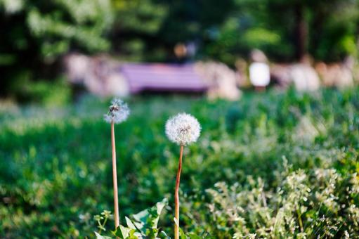 春の公園のタンポポの綿毛 タンポポ,綿毛,わたげの写真素材