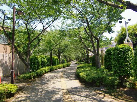 五月の緑風景-25 五月,緑,風景の写真素材