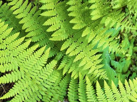 光を浴びるシダ植物 光を浴びるシダ植物 シダ植物,輝き,色鮮やかの写真素材