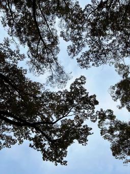 Sky and trees Part 2, JPG Sky and trees Part 2, JPG