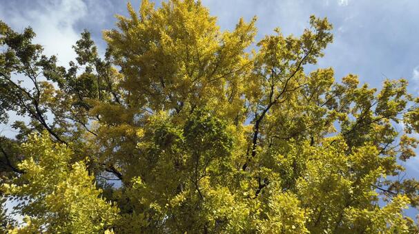 銀杏の紅葉　上田城　 木の実,落葉,秋の写真素材