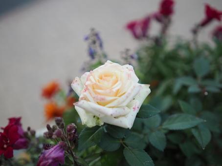 バラ園にて白い薔薇を撮りました バラ園にて白い薔薇を撮りましたの写真