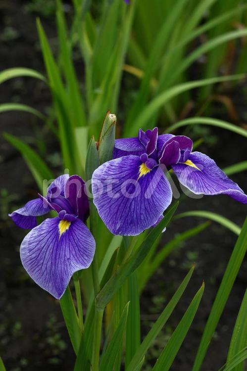 凛として優雅に咲く 花菖蒲,花,アヤメ科の植物の写真素材