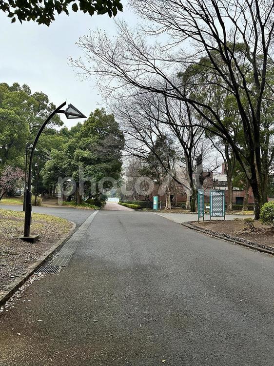 冬の上野公園　雨の上野公園　上野公園 上野恩賜公園（うえのおんしこう,台東区,博物館の写真素材