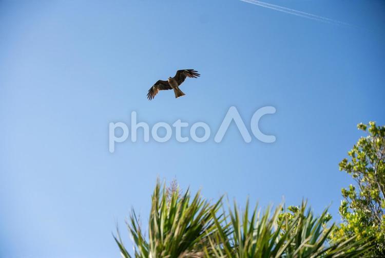 緑葉越し、空の主役と航跡 トンビ,鳶,鳥の写真素材