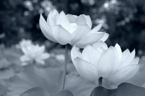 黒白の幻想的な蓮の花 黒白の幻想的な蓮の花 蓮,ハス,花の写真素材