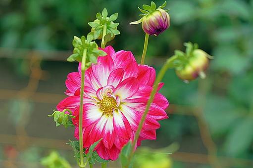 宝塚ダリア園　秋　ダリア39　花峠 宝塚市,宝塚ダリア園,ダリアの写真素材