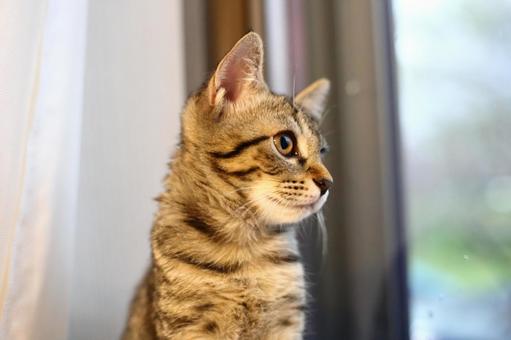 雨が降っているお外を見ている子猫 雨が降っているお外を見ている子猫の写真