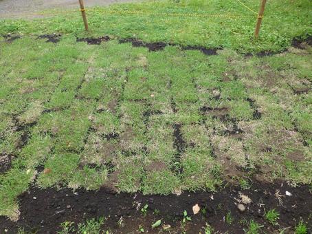 Photo, grassland, lawn, grass, 