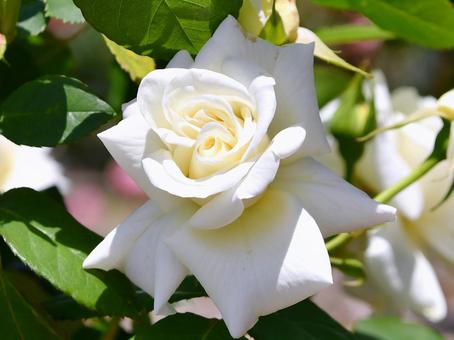 薔薇　銀嶺 薔薇,バラ,ローズの写真素材