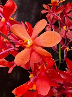 モカラ モカラ モカラ,ラン,花の写真素材