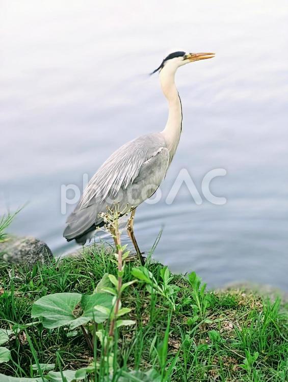 アオサギ アオサギ,サギ,鳥の写真素材