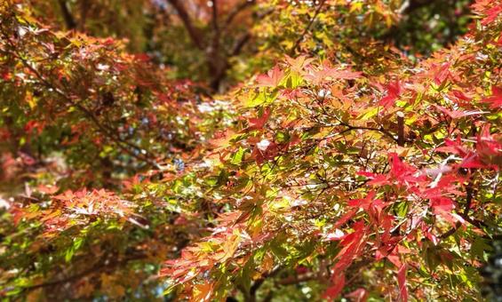Photo, autumn leaves, maple, autumn leaves hunting, 