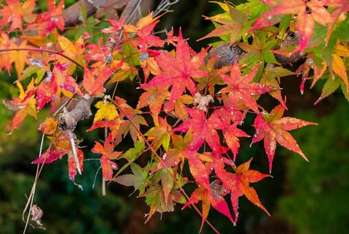 秋08 初秋,風景,秋の写真素材