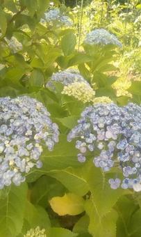 青い紫陽花の写真
