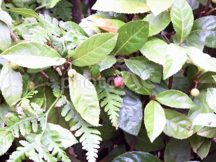 実のなる木 植物,実,木の写真素材