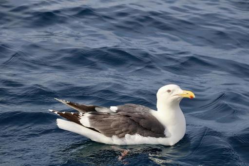 海に浮かぶウミネコ 海に浮かぶウミネコ ウミネコ,カモメ,海の写真素材