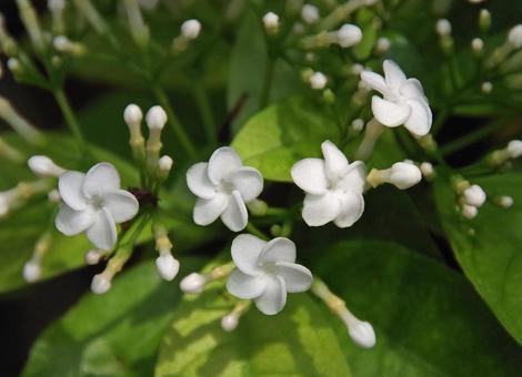 ホウライアオキ ホウライアオキの写真