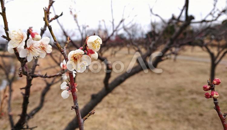 梅の花とつぼみ      のどかな風景 梅,ウメ,うめの写真素材
