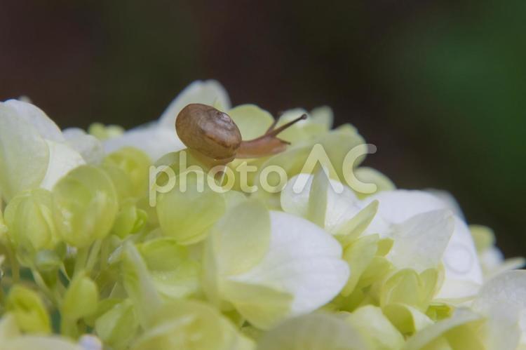 カタツムリとアジサイ アジサイ,カタツムリ,梅雨の写真素材
