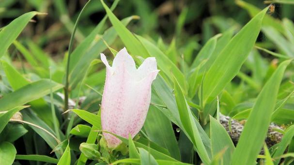 箱根駒ケ岳山頂に自生するヤマホタルブクロ 箱根駒ケ岳山頂に自生するヤマホタルブクロ ヤマホタルブクロ,山蛍袋,花の写真素材