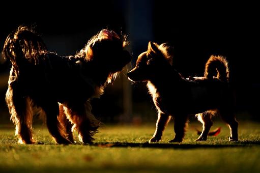 仲良しワンコのシルエット 犬,小型犬,ペットの写真素材