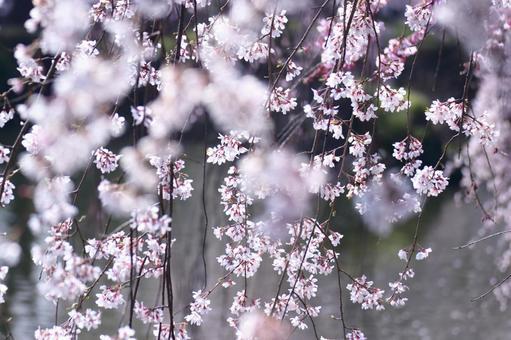 Spring full bloom Spring full bloom