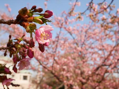 河津桜 河津桜の写真