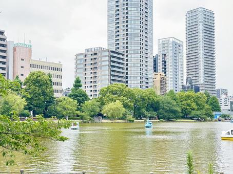 Photo, ueno gift park, shinobazu pond, natural pond, 