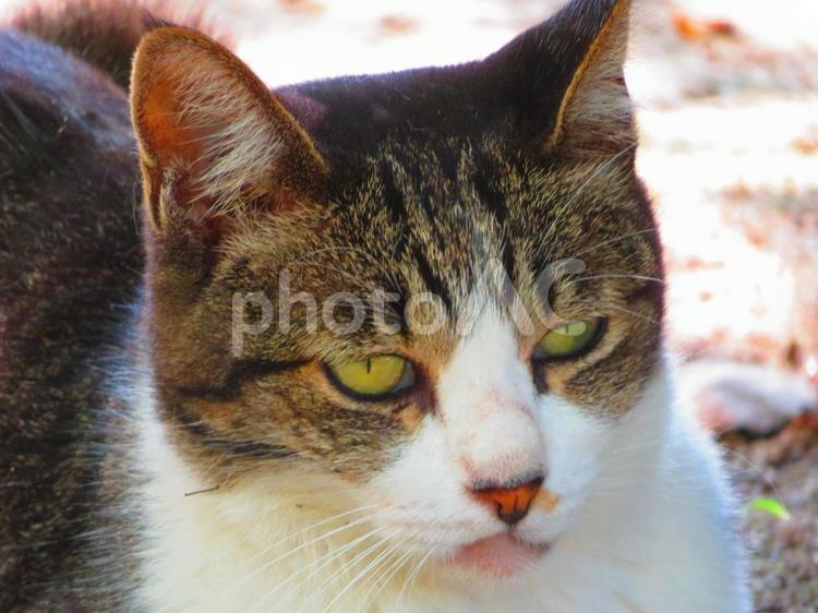 ８月下旬の公園のネコ 背景,ネコ,猫の写真素材