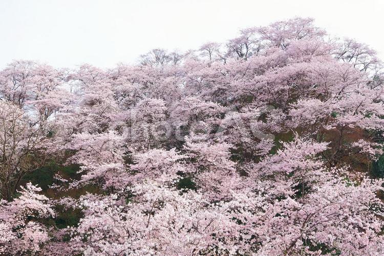 山一面を覆うソメイヨシノ サクラ,さくら,ソメイヨシノの写真素材