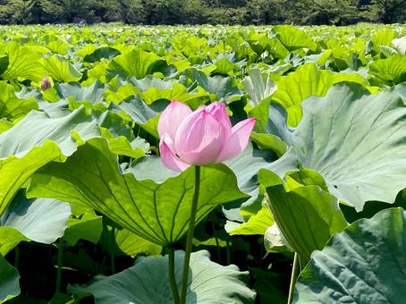 ハス ハス ハス,蓮,花びらの写真素材