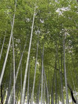 竹林 竹林 竹林,竹やぶ,竹の写真素材