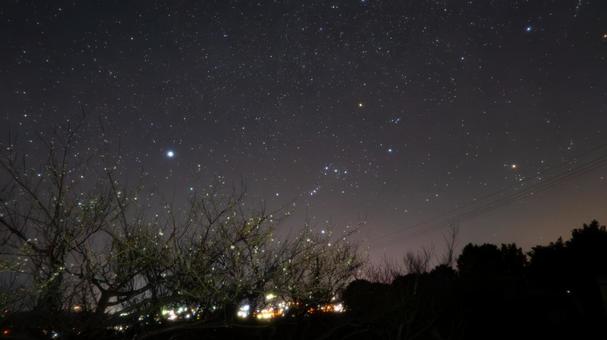 星空に咲く梅の木の輝き 星空に咲く梅の木の輝き 梅,梅の木,花の写真素材