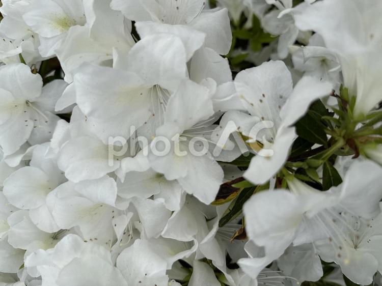 ツツジの街路樹（白・花拡大） ツツジ,花,グリーンの写真素材