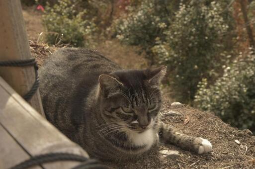 地域猫② 猫,キジトラ,お座りの写真素材