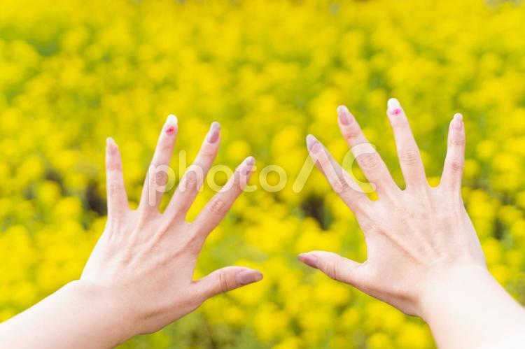春の菜の花畑で広げる両手② 春,菜の花,黄色の写真素材