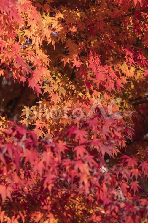昭和記念公園の美しい紅葉 紅葉,秋色,楓の写真素材