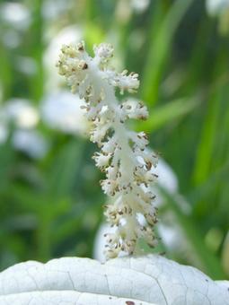独特な形のハンゲショウの花 独特な形のハンゲショウの花 ハンゲショウ,花,植物の写真素材