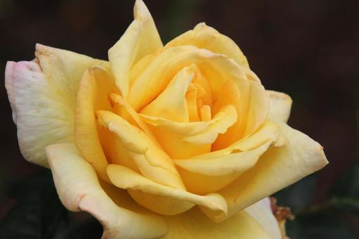 バラ・薔薇 ピース バラ・薔薇 ピース ピース,クローズアップ,殿堂入りバラの写真素材