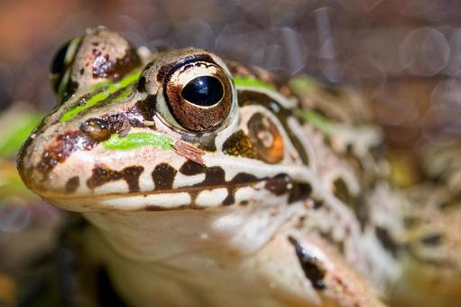 トノサマガエルの顔アップ トノサマガエルの顔アップ トノサマガエル,殿様蛙,蛙の写真素材