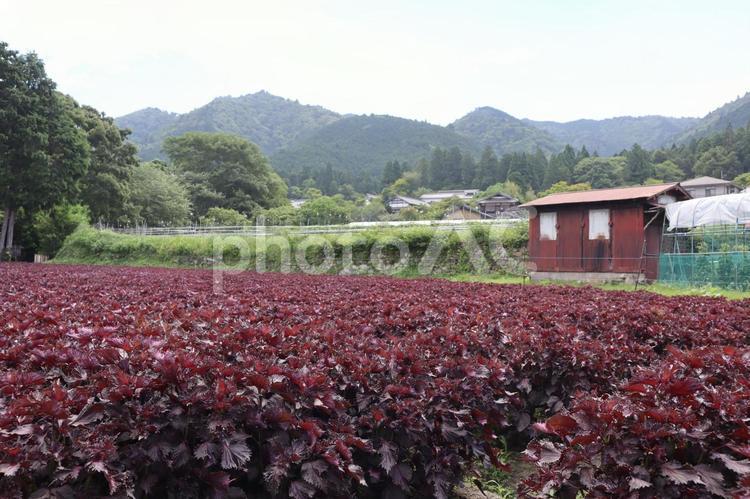 あかじその畑のある農村の風景 あかじそ,畑,農村の写真素材