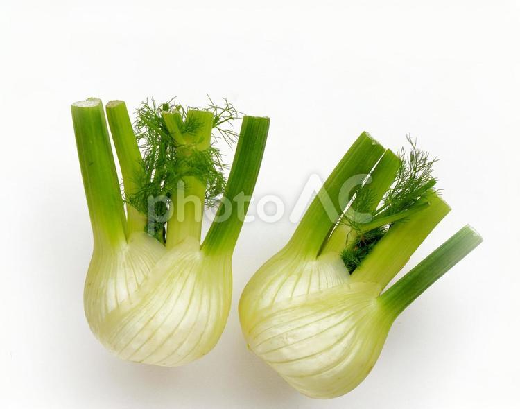 イタリア野菜　ウイキョウ　フェンネル フェンネル,野菜,玉ねぎの写真素材
