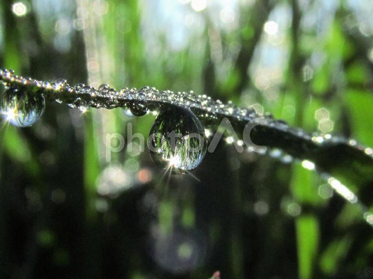 水滴と緑の葉の風景 水滴,しずく,雨の写真素材