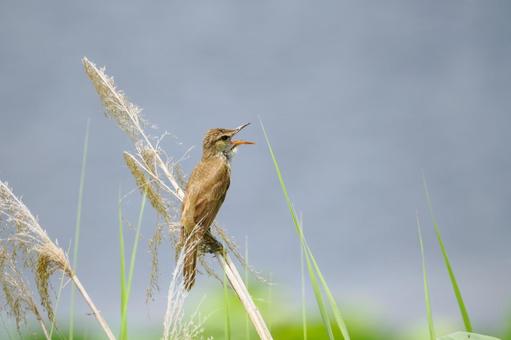 オオヨシキリ(67) オオヨシキリ(67)の写真