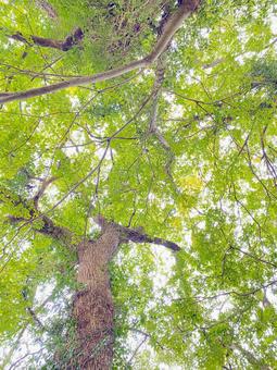 楠の大木を下から見たアングルと木漏れ日 クスノキ,楠,巨木の写真素材