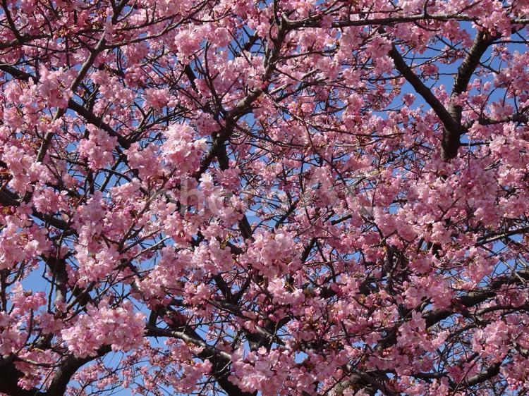 河津桜の公園-14 公園,河津桜,花びらの写真素材