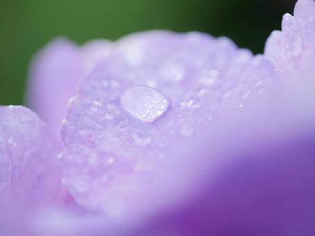 あじさいと雨粒 あじさいと雨粒 あじさい,紫陽花,雨粒の写真素材
